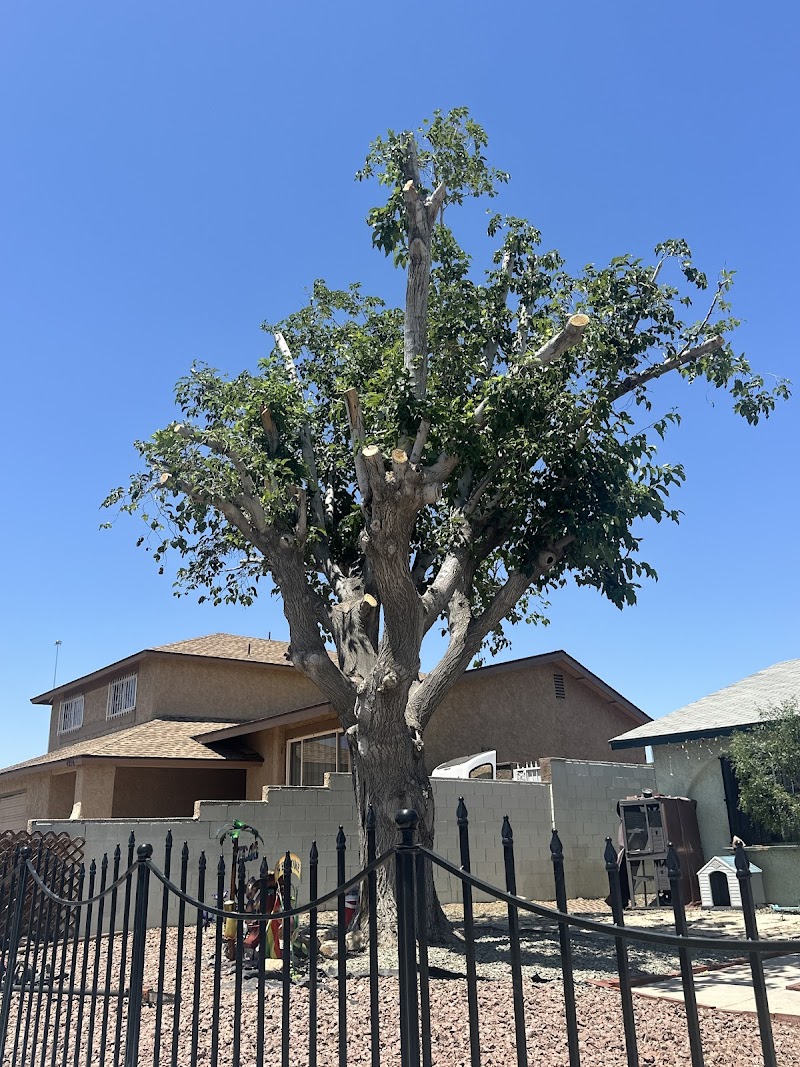 Royal tree service