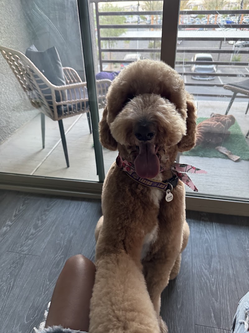 Well Groomed Pets Summerlin