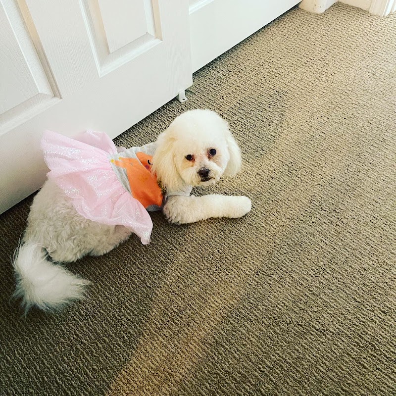 Bow Wow Meow Pet Grooming