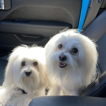 Bow Wow Meow Pet Grooming