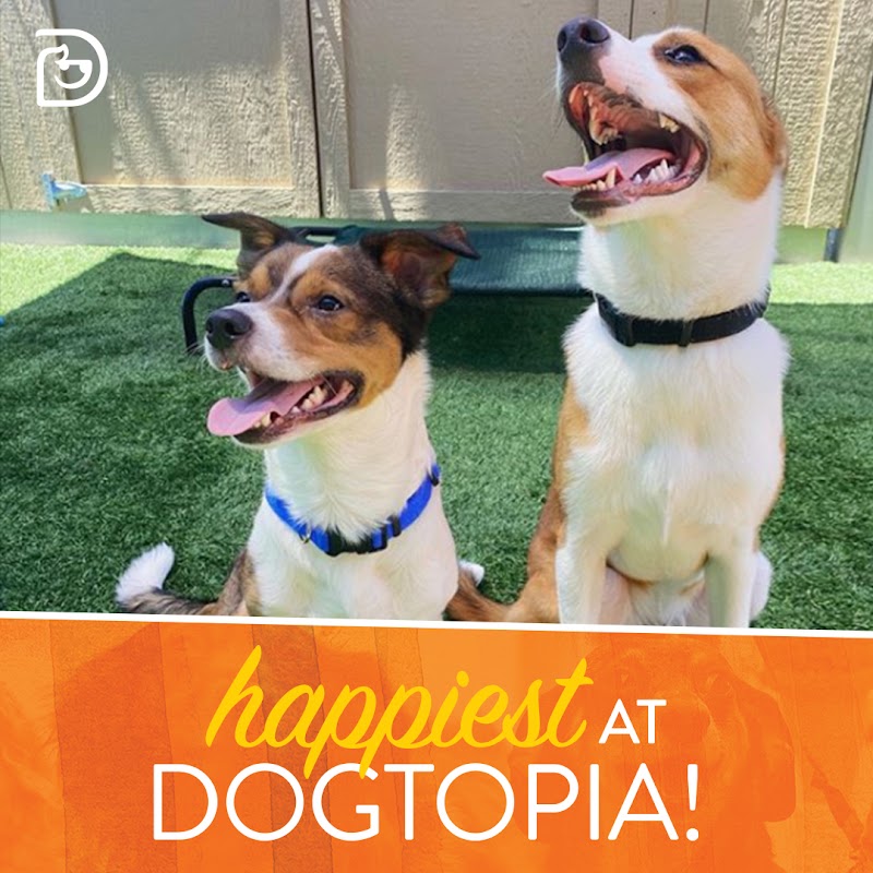 Dogtopia of South Summerlin