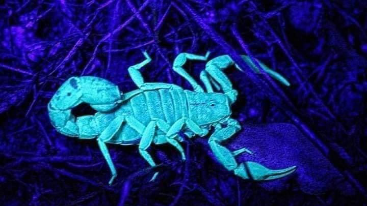 NEWMANS PEST CONTROL