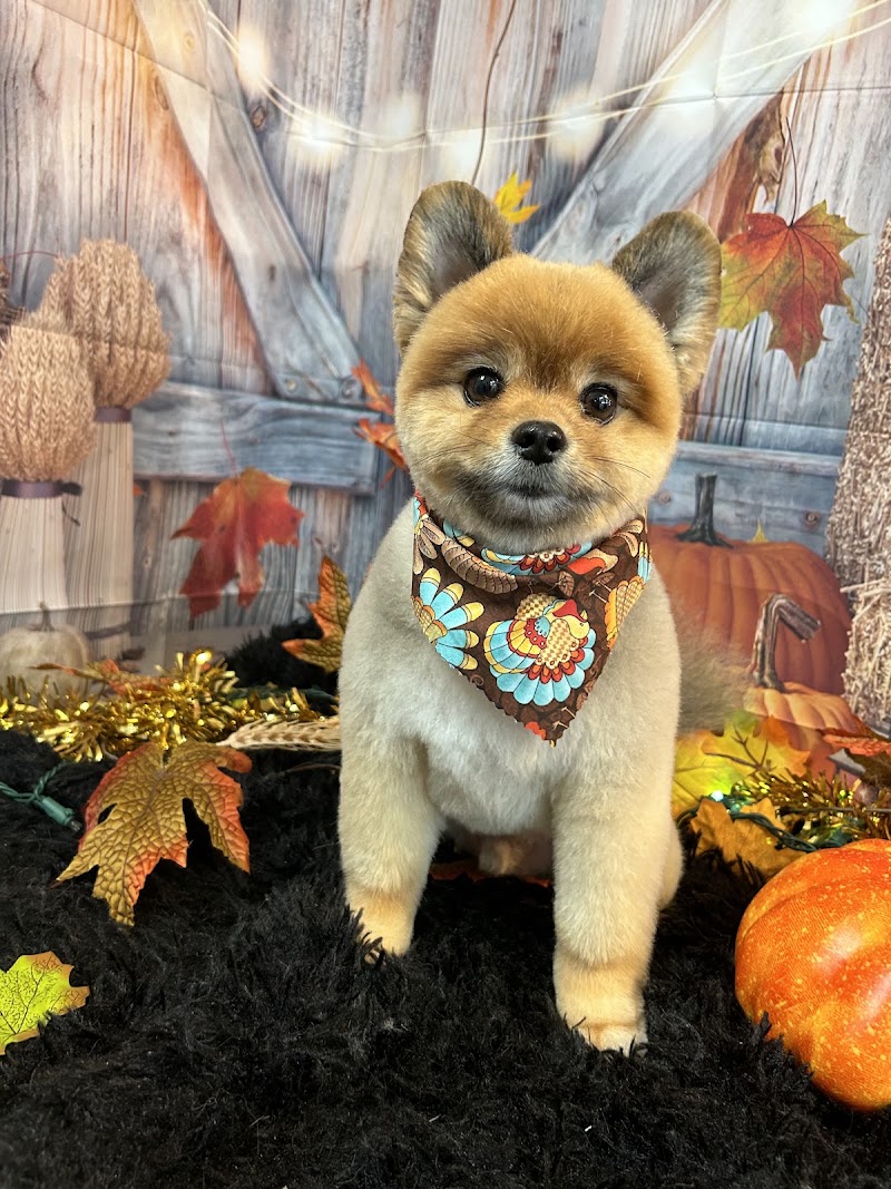 Doggie Stylz Grooming Summerlin