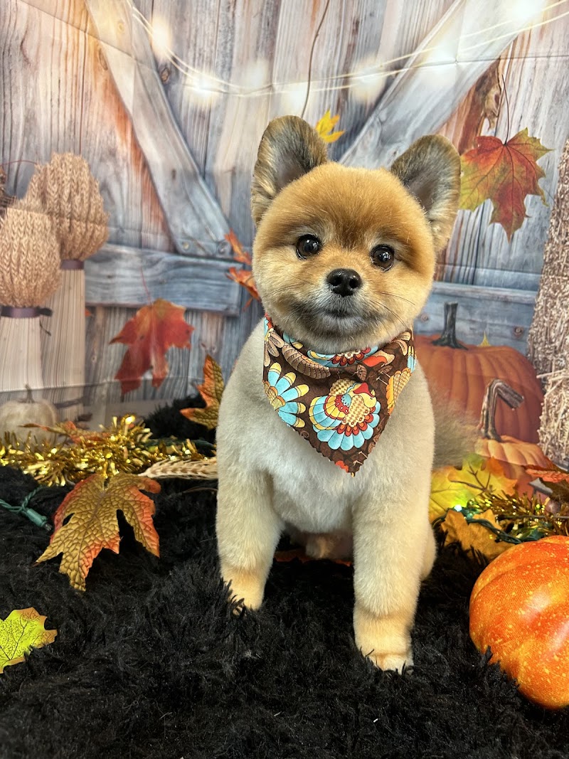 Doggie Stylz Grooming Summerlin