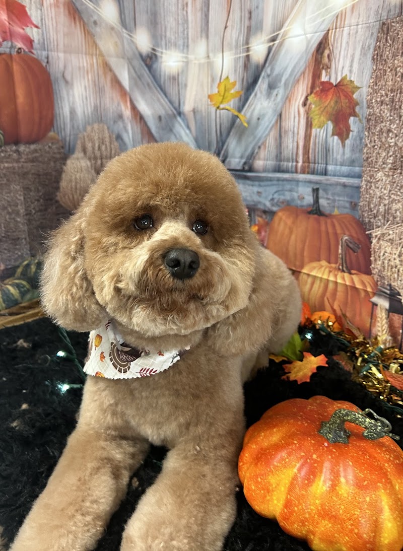 Doggie Stylz Grooming Summerlin