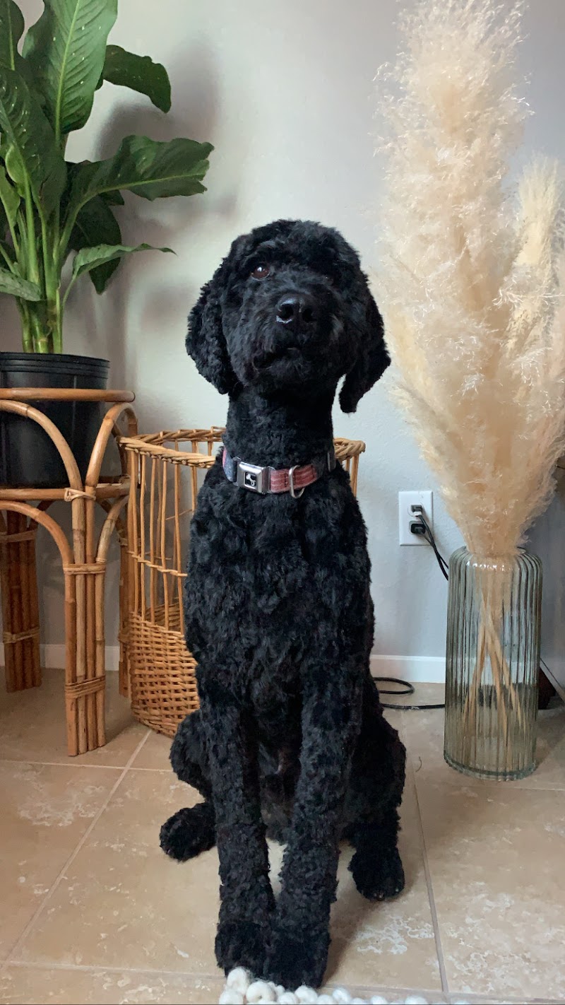 Love A Pup Dog Grooming, Daycare, & Boarding