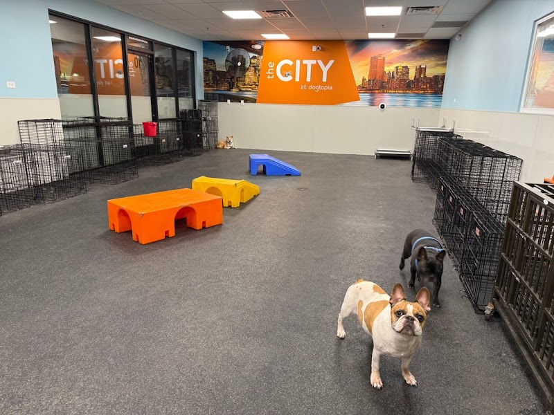 Dogtopia of Sun City - Las Vegas
