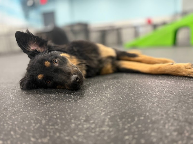 Dogtopia of Sun City - Las Vegas