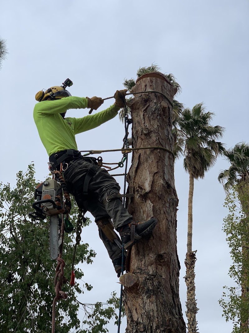 A and L Desert Landscapes Tree Company