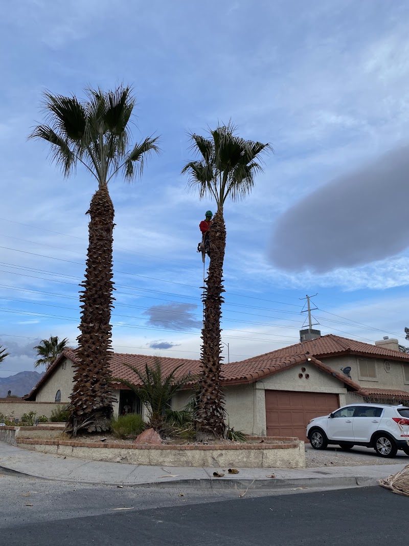 A and L Desert Landscapes Tree Company