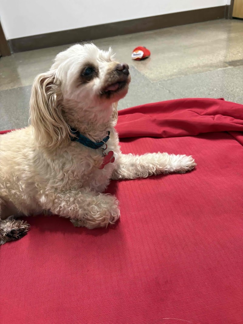 Camp Bow Wow Summerlin