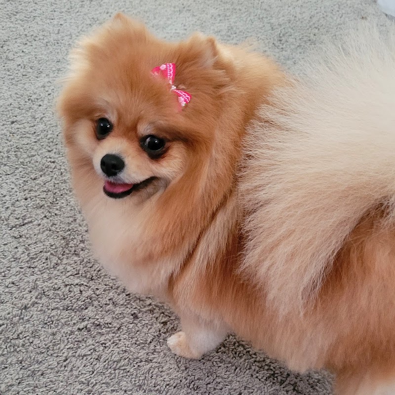 Petiamo Pet Salon