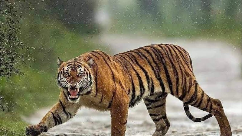 Ten Tigers Martial Arts