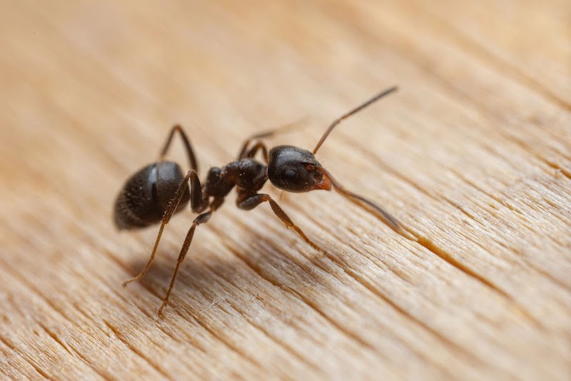 Bad Bug Pest Control
