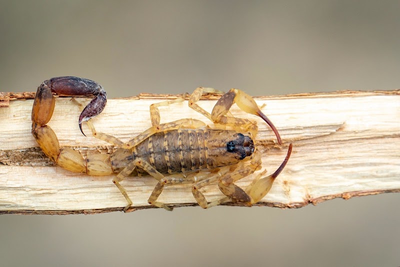 Bad Bug Pest Control