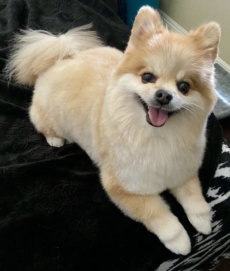 Pawfect Pet Salon