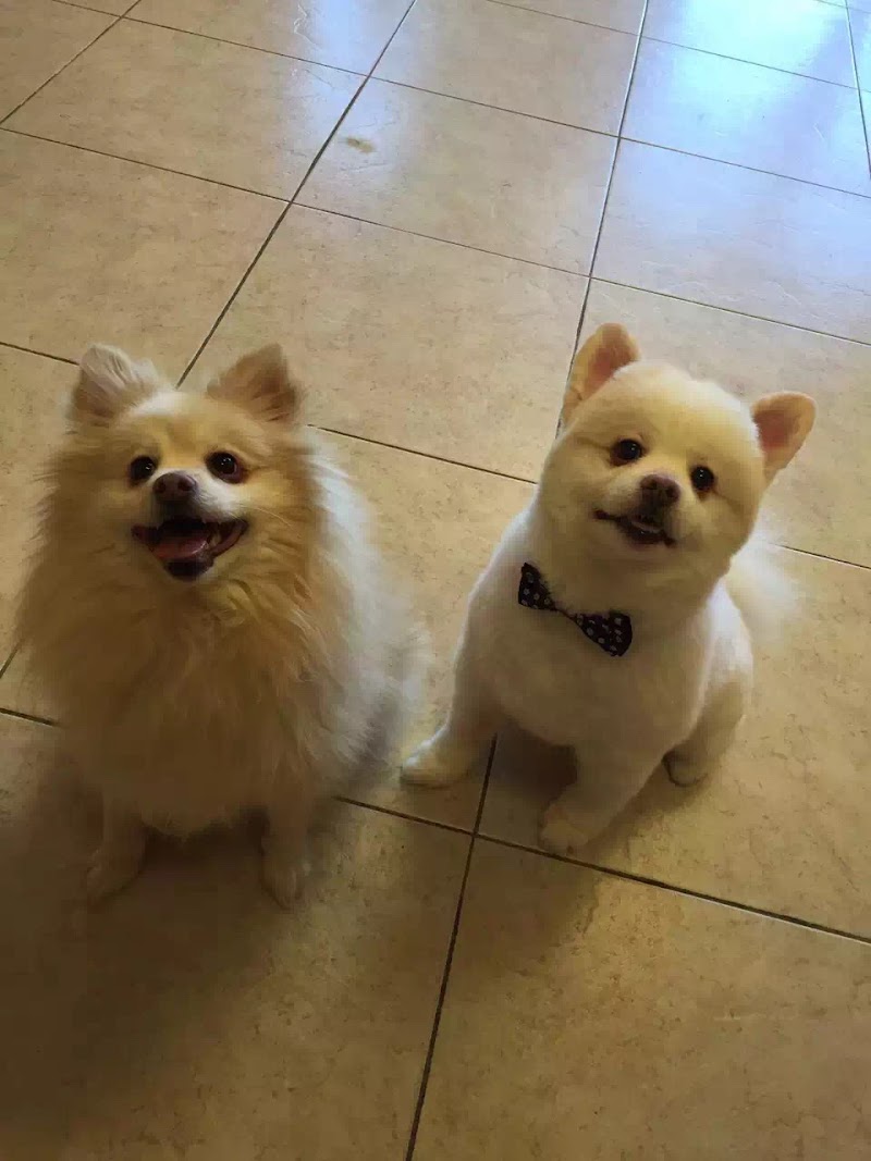Pawfect Pet Salon