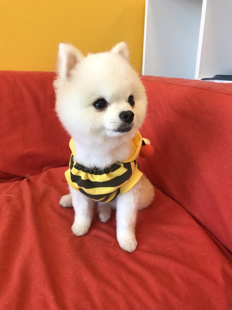 Pawfect Pet Salon