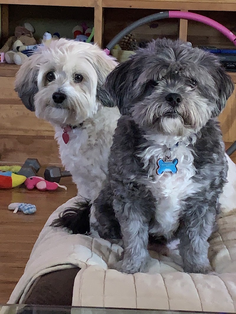 Petco Grooming