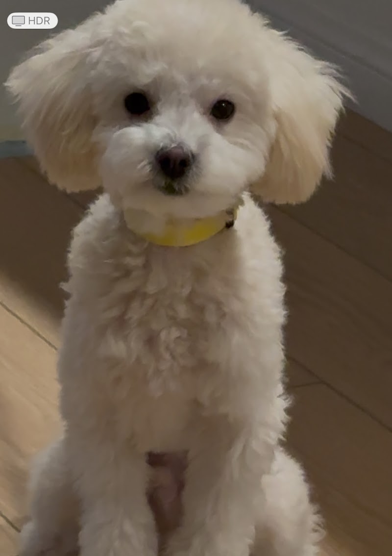 Petco Grooming